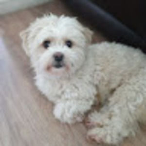 Meet your Posher, Charli d'amelio fan